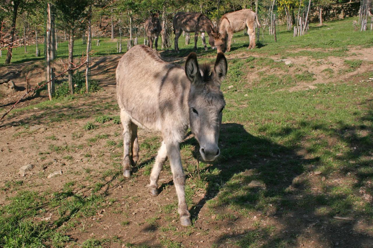 Podere Pian De' Cortini Villa Serravalle  Esterno foto