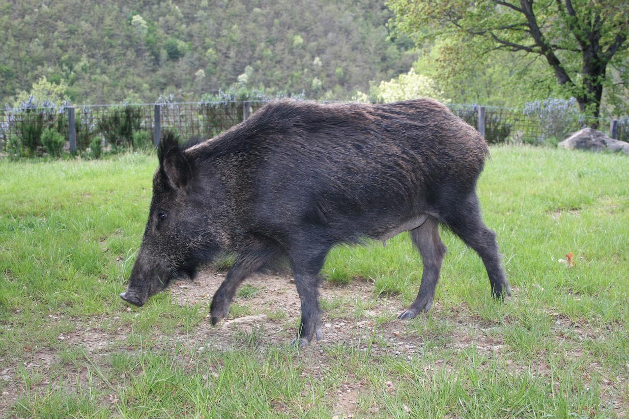 Podere Pian De' Cortini Villa Serravalle  Esterno foto